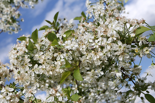 White flowers of blossoming cherry tree in spring garden in Moscow city, Russia. Beautiful seasonal blossom. Blooming cherry tree. Spring season. Photo of white flowers. April, may bloom and blue sky