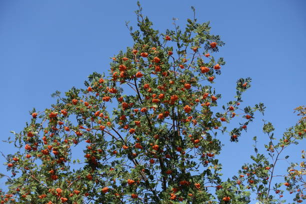istock European rowan tree with orange berries against blue sky in mid September 1436340771