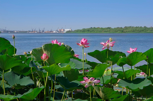 Lotus fields in the Volga delta in the Astrakhan region.