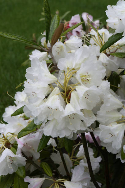 White flowers of japanese azalia (azelia) Kermesina Rous (rhododendron simsii) in garden Flowers of white japanese azalia (azelia) Kermesina Rous (rhododendron simsii) in spring garden. White azalia blossom. Bloom of rhododendron simsii. Spring plants, nature. Photo rhododendron cinnabarinum stock pictures, royalty-free photos & images