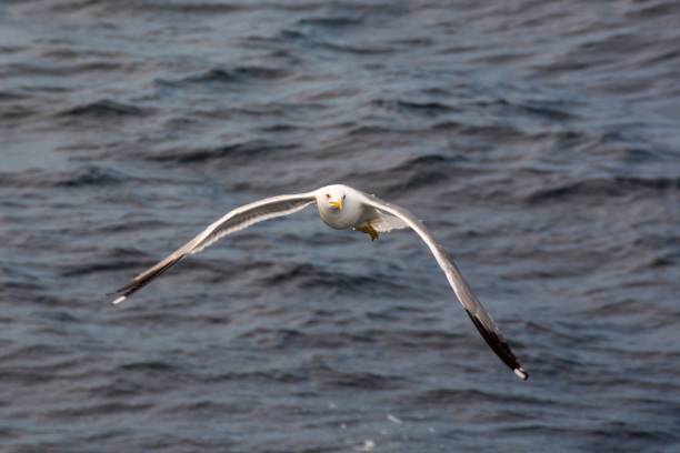 istock Yellow-legged Gull (Larus michahellis) soaring over the deep blue sea in Greece 1436342946