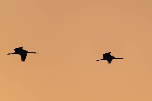 istock Crane birds or Common Cranes flying in mid air  during the autumn migration 1436343030