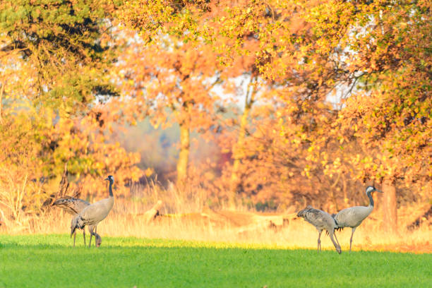 istock Crane birds resting and feeding in a field during autumn migration 1436343195