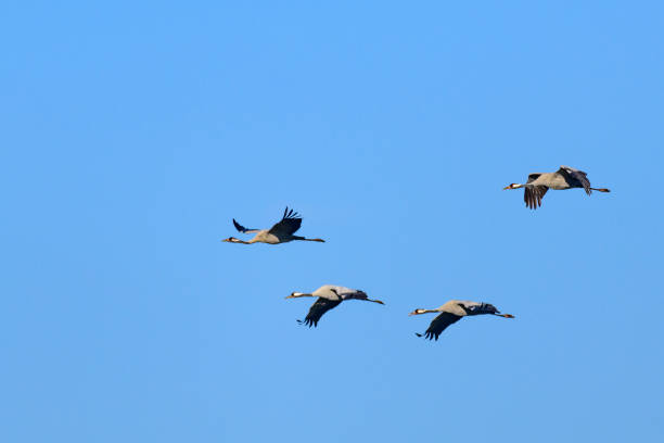 istock Crane birds or Common Cranes flying in mid air  during the autumn migration 1436343221