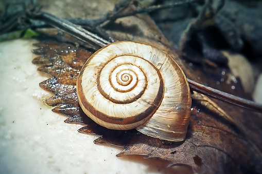 Helicella itala Heath Snail. Digitally Enhanced Photograph.