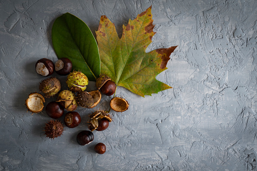 Chestnuts still in it`s spiky shell. autumn background