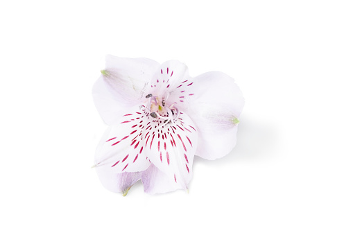 Blooming head of pink astromelia isolated on a white background. Astromelia flower close up