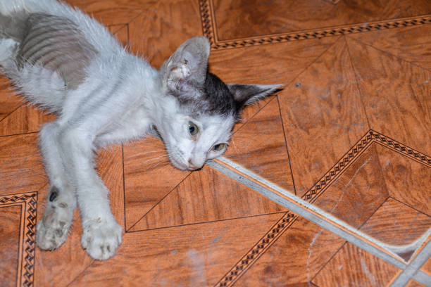 sick and unhealthy kitten laying on the floor
