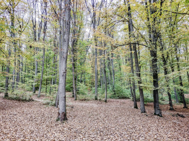 Autumn in the forest. Maramures county, Romania