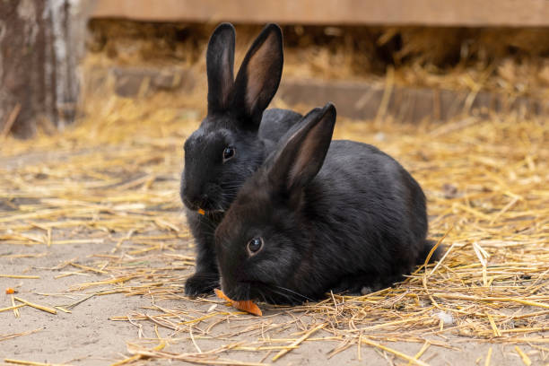 istock two black rabbits eating carrots on a farm 1436348376