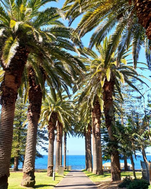 istock Trail between tall palm trees facing the sea on a sunny morning 1436349160