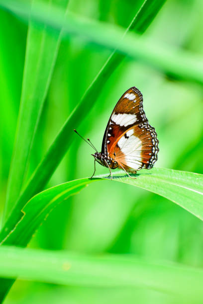 istock Monarch butterfly on grass leaves in blur background 1436351660