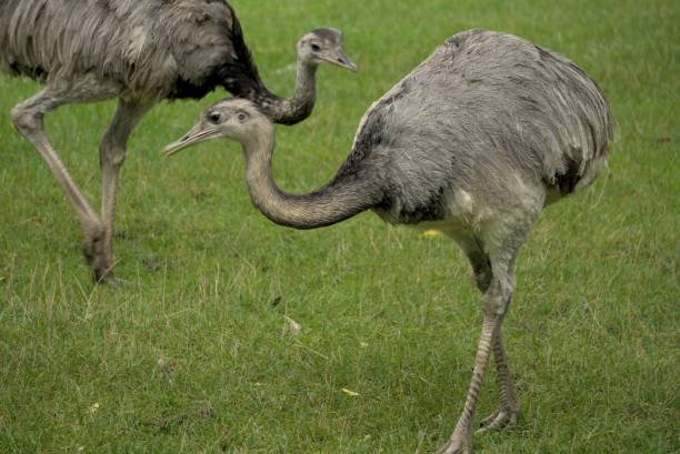 istock Beautiful emu in a park 1436353389
