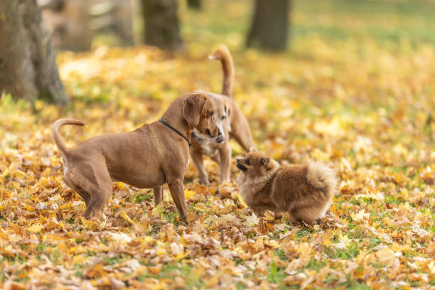 istock Three cute dogs are playing in the park. 1436353648