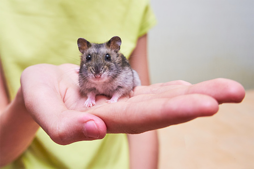 Cute tiny Djungarian hamster sits on the hand