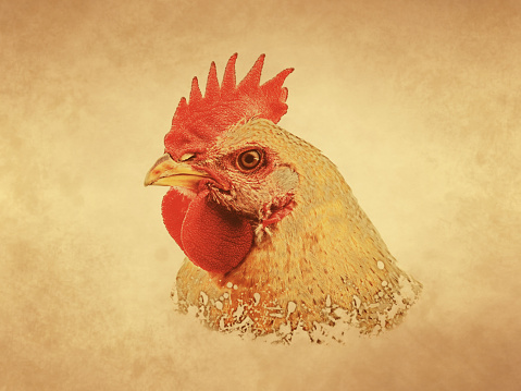 Rooster head on old paper background, vintage print