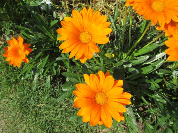 istock Bright orange osteospermum flowers blooming beautifully in spring flowerbeds 1436356021