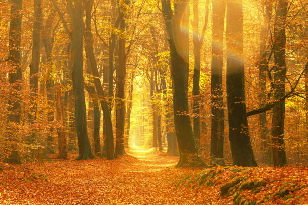istock Path through a misty forest during a beautiful foggy autumn day 1436356030
