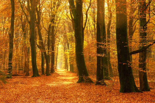 istock Path through a misty forest during a beautiful foggy autumn day 1436356177