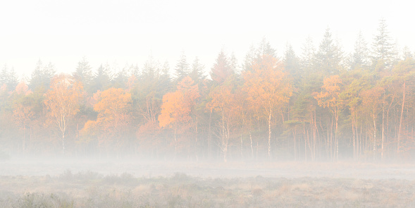 Sunrise over the moors in the Veluwe nature reserve in Gelderland, The Netherlands.