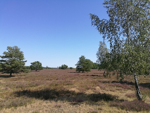 View over heathland in Lueneburger Heide in Germany