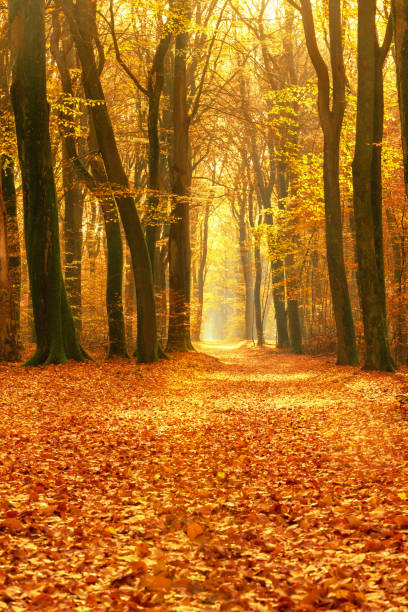 istock Path through a misty forest during a beautiful foggy autumn day 1436357653