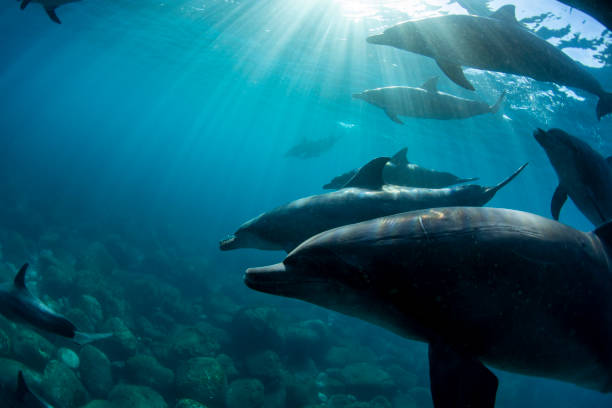 istock A lot of wild dolphins wrapped in sunlight 1436357667