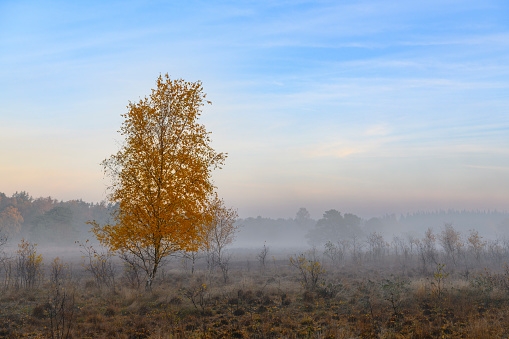 Pears growing in pear trees in an orchard in bright sunlight in autumn, Voeren, Limburg, Belgium, September 11, 2020