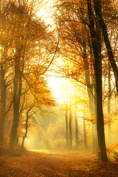 istock Path through a misty forest during a beautiful foggy autumn day 1436357781