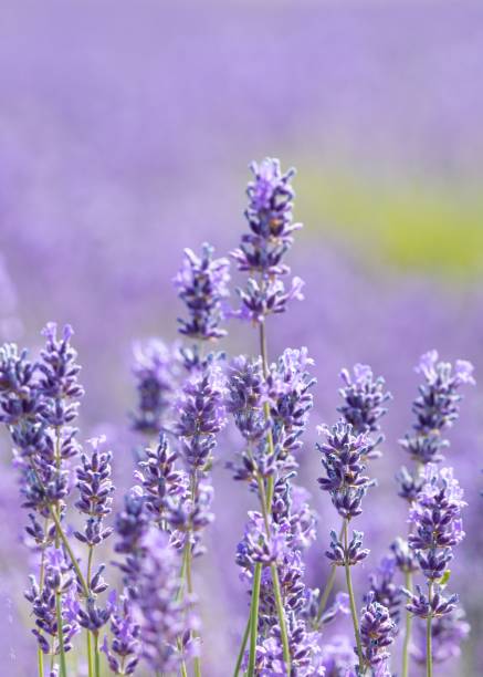 istock Cotswold Lavender At Snowshill 1436359939