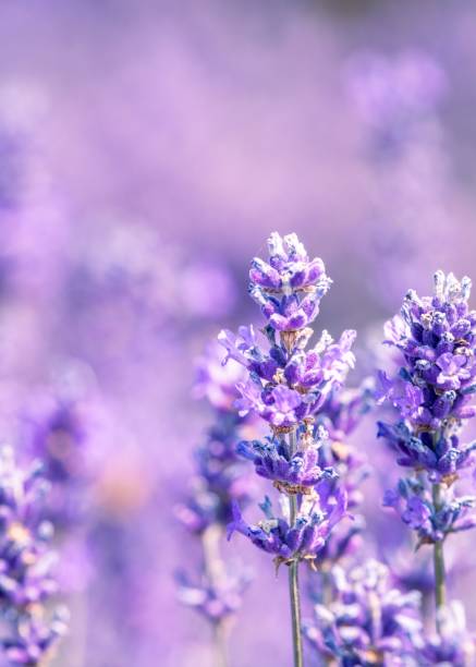 istock Cotswold Lavender At Snowshill 1436360120