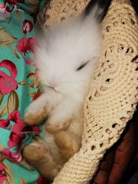 istock cute, spoiled and comfortable bunny or  rabbit in the owner's lap 1436360238