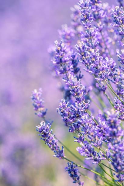 istock Cotswold Lavender At Snowshill 1436360265