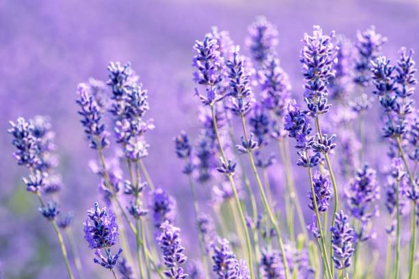 istock Cotswold Lavender At Snowshill 1436360467