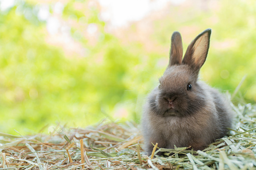 Grey-white rabbit is sittin on the grass in forest.