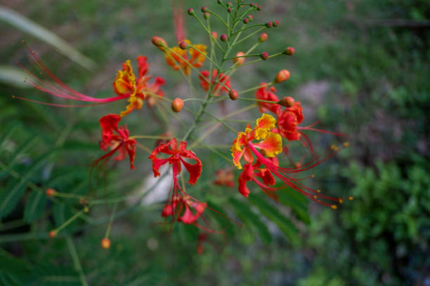 istock Cockscomb flowers are blooming bright red. 1436360682