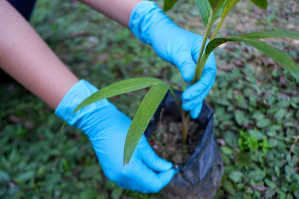 istock Planting trees in the ground. 1436360726