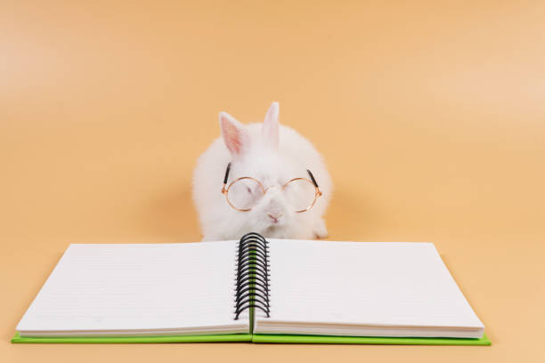 istock Lovely baby rabbit bunny wear eyeglasses read book sitting on orange background. Tiny smart white rabbit furry bunny wear eyeglasses sitting with book symbol knowledge over pastel background.Education 1436361003