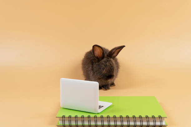 istock Adorable furry baby rabbit black bunny looking at something with laptop on book while standing over isolated pastel background. Newborn bunny study information online with small pc. Animal education. 1436361022