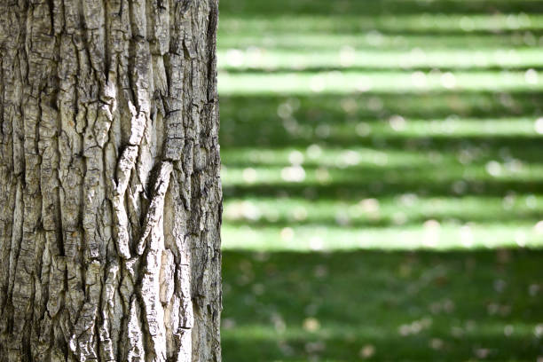 Close-up of Pamir poplar tree trunk against a blurred bright green background. High contrast close-up of a brightly sunlit tree trunk and bright green grass with long shadows from tall trees on the lawn surface. Poplar bark texture close up. Tree trunk against a blurred green background with copy space.
