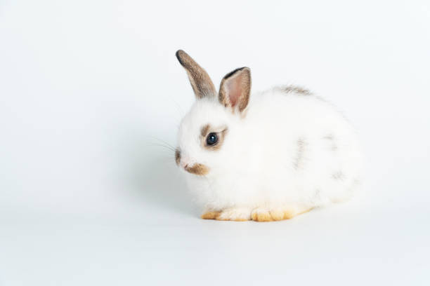 istock Adorable baby rabbit bunnies looking at camera sitting over isolated white background. Cuddly healthy little rabbit white brown bunny playful sitting on white with copy space. Easter bunny animal pet. 1436362632
