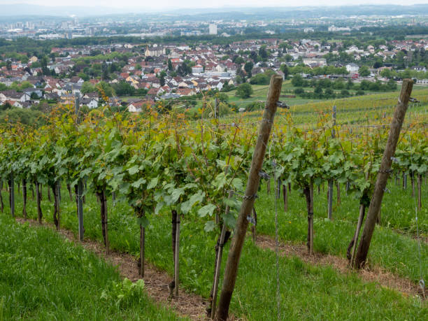 istock Vineyard overlooking Basel in Switzerland 1436362854