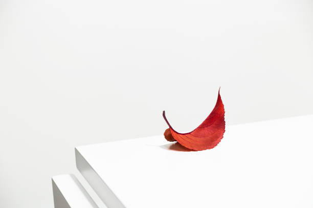 istock Autumn red leaf on a white table. Minimalism and Wabi Sabi. 1436363108