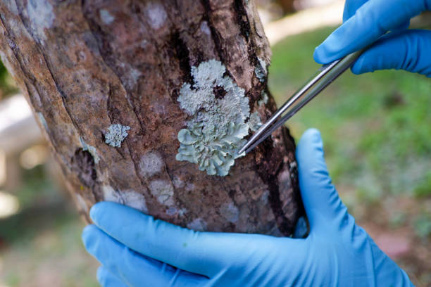 istock Scientists are analyzing plant diseases in leaves. 1436363164