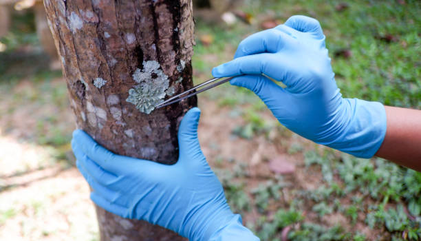 istock Scientists are analyzing plant diseases in leaves. 1436363181