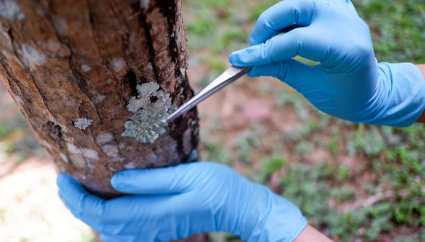 istock Scientists are analyzing plant diseases in leaves. 1436363555