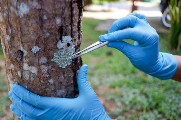 istock Scientists are analyzing plant diseases in leaves. 1436363674