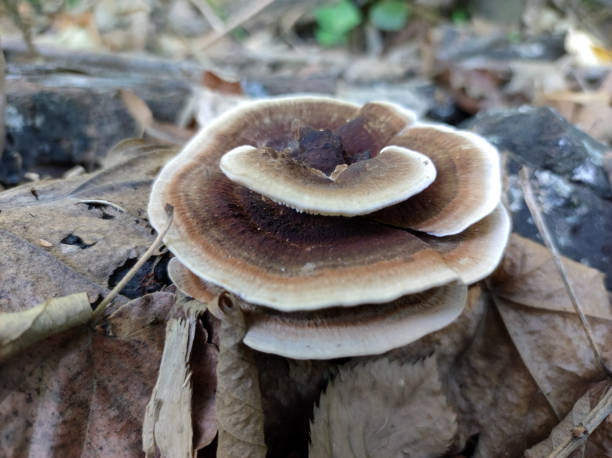 istock mushrooms growing in the forest 1436363699