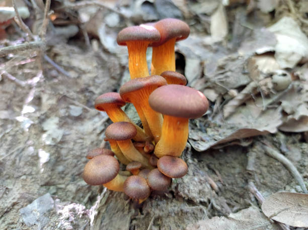 istock mushrooms growing in the forest 1436363700