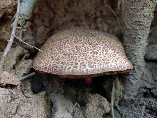 istock mushrooms growing in the forest 1436363710